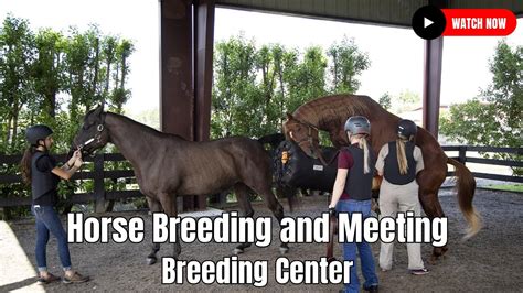 how to get into horse breeding